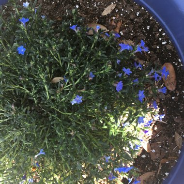 Lithodora diffusa 'Grace Ward' syn. Lithospermum prostratum 'Grace Ward'