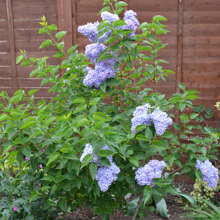 Plant image Syringa vulgaris 'Firmament'