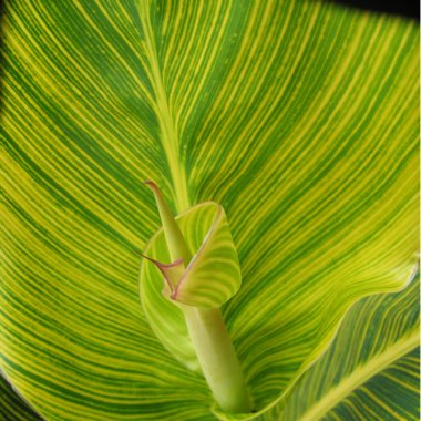 Canna 'Mactro' syn. Canna 'Tropicanna Gold'