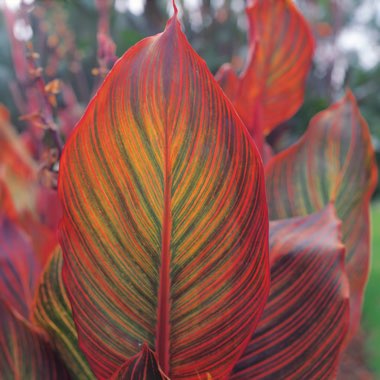 Canna 'Phasion' syn. Canna 'Durban', Canna 'Tropicanna', Canna 'Inferno'