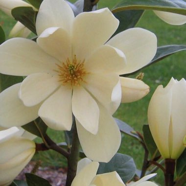 Magnolia 'Fairy Blush'