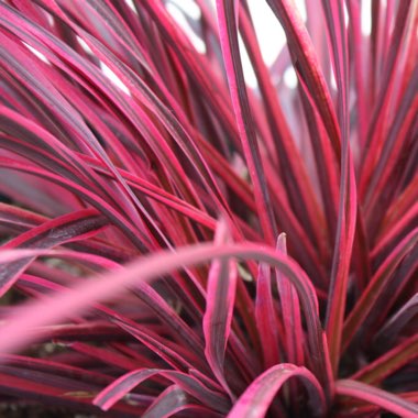 Cordyline Australis 'Raspberry Fountain'