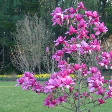 Magnolia 'Vulcan'