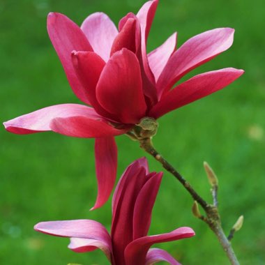 Magnolia 'Burgundy Star'