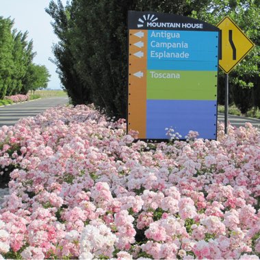 Rosa 'Flower Carpet'