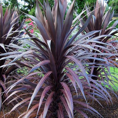 Cordyline australis 'Jel01' syn. Cordyline australis 'Burgundy Spire'