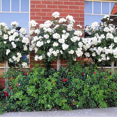 Rosa 'Flower Carpet'