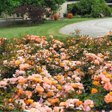 Rosa 'Flower Carpet'