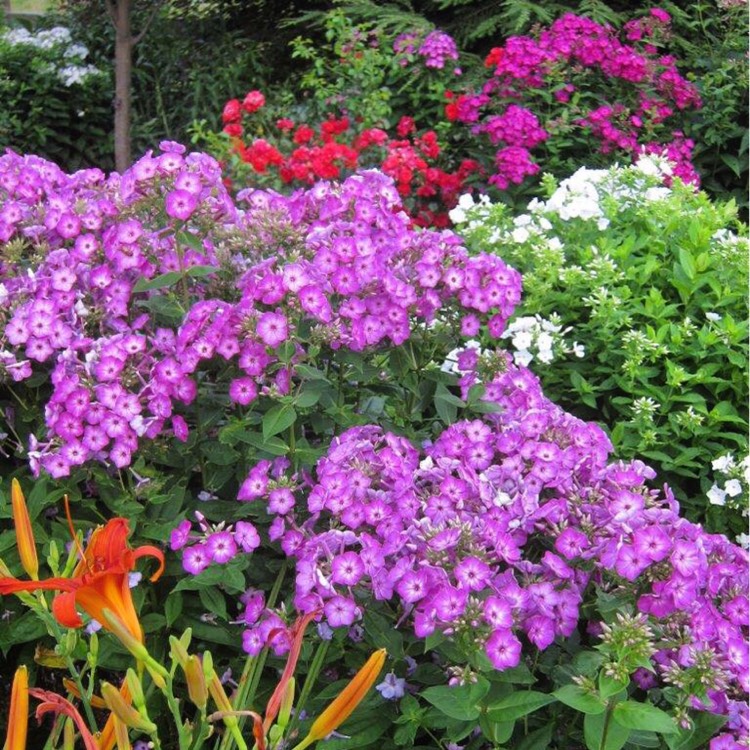 Plant image Phlox paniculata Volcano®