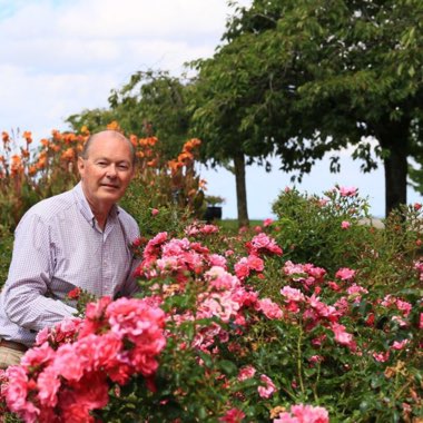 Rosa 'Flower Carpet'