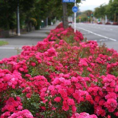 Rosa 'Flower Carpet'