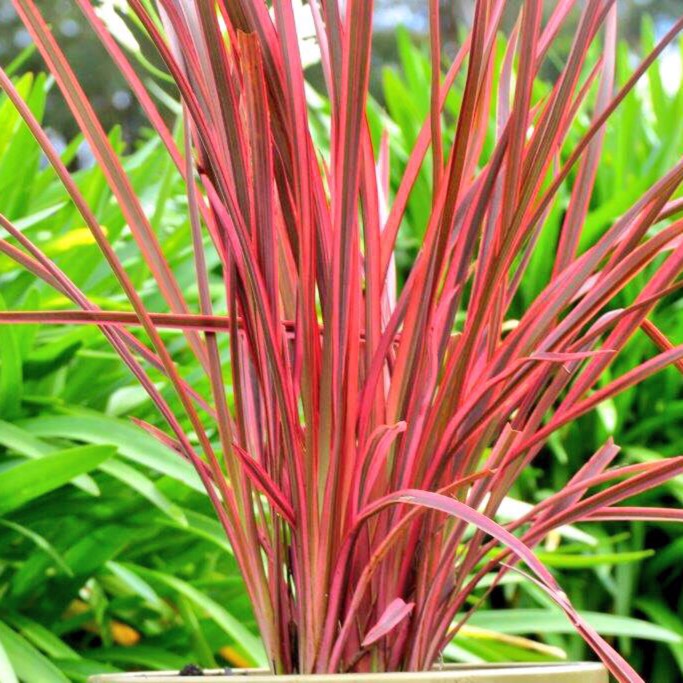 Plant image Phormium 'Border Red'