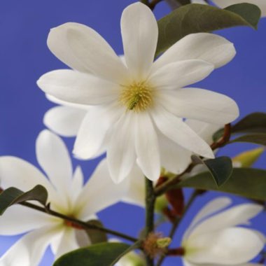 Magnolia 'Fairy Blush'