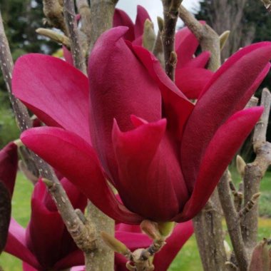 Magnolia 'Burgundy Star'