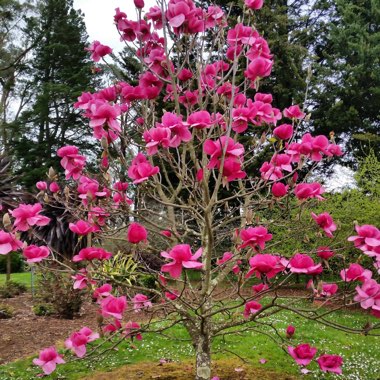 Magnolia 'Felix Jury'