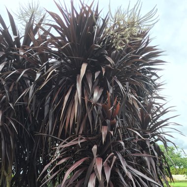 Cordyline australis 'Jel01' syn. Cordyline australis 'Burgundy Spire'