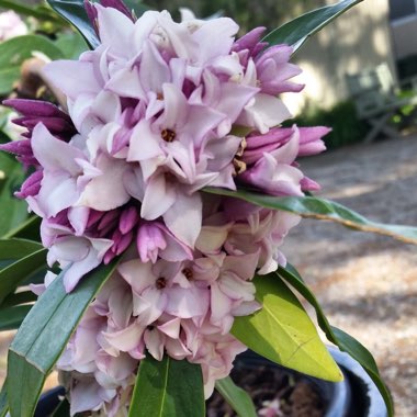 Daphne odora x bholua 'Perfume Princess'