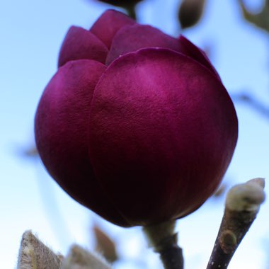 Magnolia 'Black Tulip'