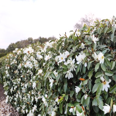 Magnolia 'Fairy Blush'