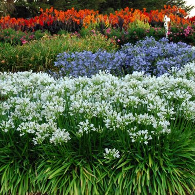 Agapanthus 'Snowstorm' (Storm Series) syn. Agapanthus 'Snow Storm'