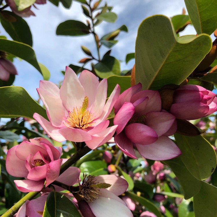 Magnolia 'Fairy Blush', Fairy Magnolia - uploaded by @tesselaarplants