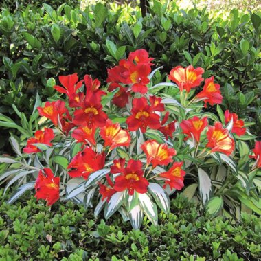 Alstroemeria 'Alsdun01' syn. Alstroemeria 'Rock 'n' Roll'