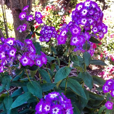 Phlox paniculata Volcano®