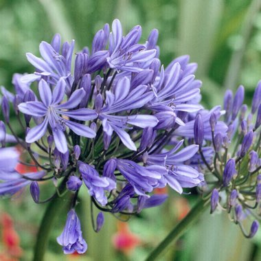 Agapanthus 'Atiblu' (Storm Series) syn. Agapanthus 'Blue Storm'