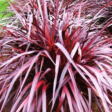 Cordyline 'Red Fountain'