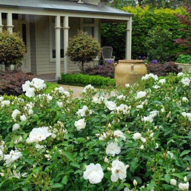 Rosa 'Flower Carpet'