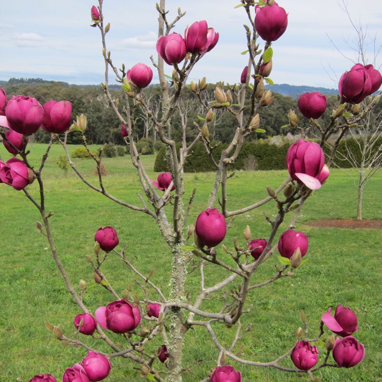 Magnolia 'Black Tulip', Magnolia 'Black Tulip' uploaded by