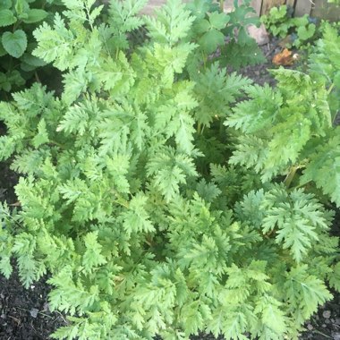 Tanacetum parthenium 'Aureum'