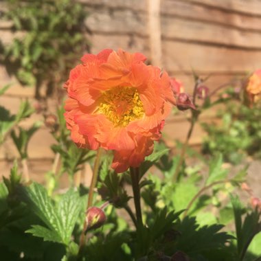 Geum 'Mai Tai'