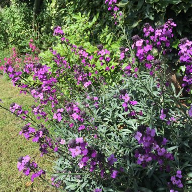 Wallflower 'Bowles's Mauve'