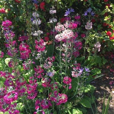 Primrose Candelabra hybrids