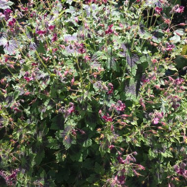 Dusky Cranesbill 'Springtime'