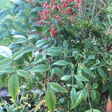 Nandina domestica