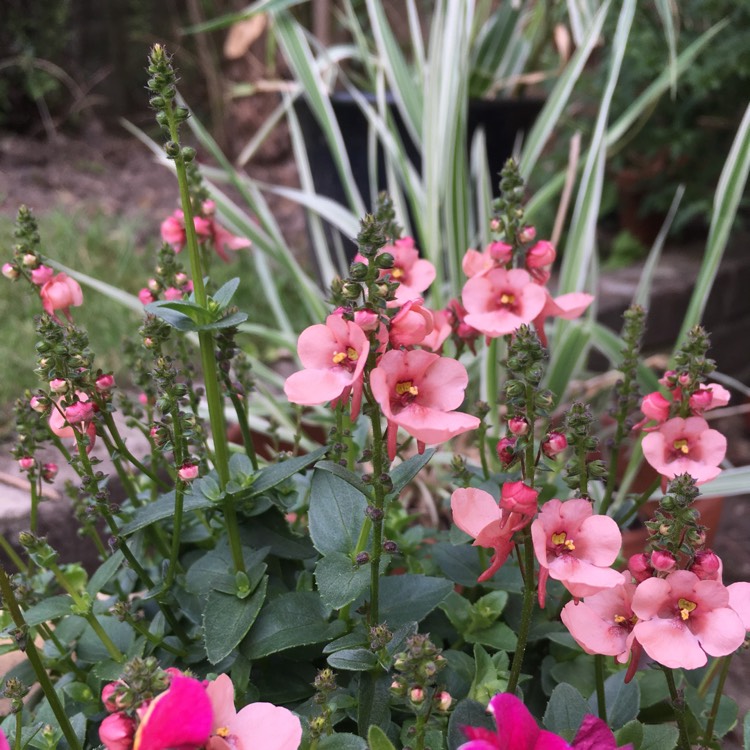 Plant image Diascia