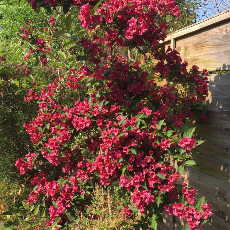 Plant image Weigela 'Bristol Ruby'