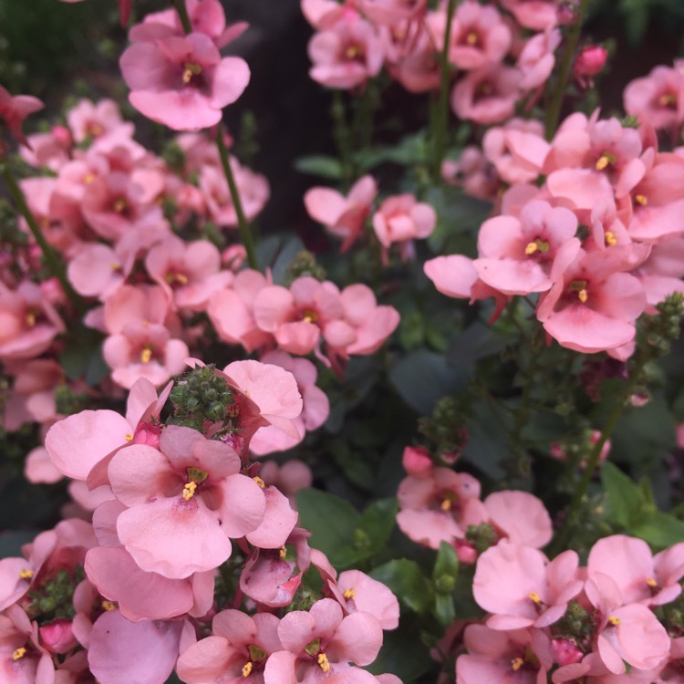 Plant image Diascia Barberae 'Apricot Queen'