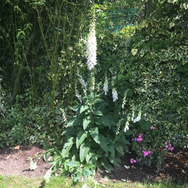 Digitalis purpurea 'Alba'