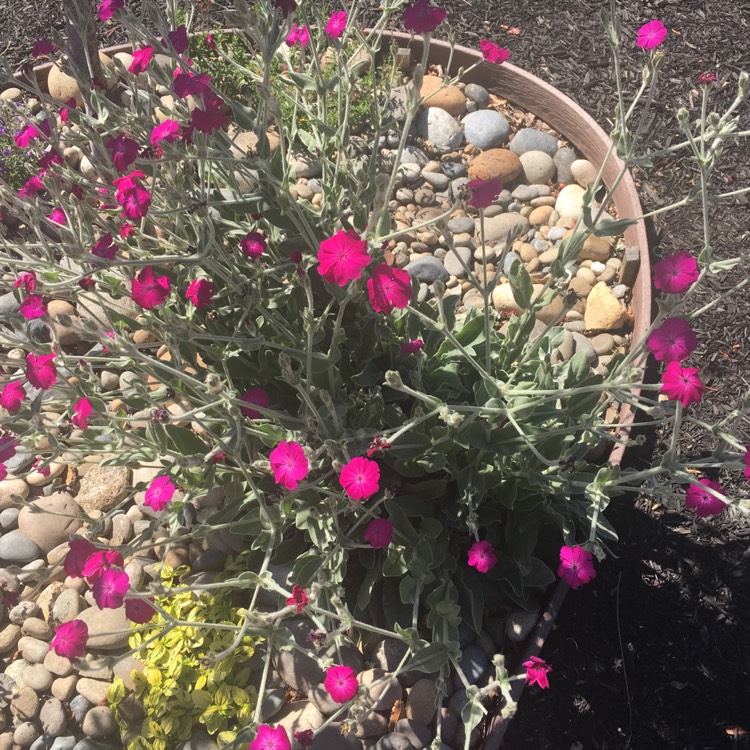 Plant image Lychnis coronaria 'Gardeners World'