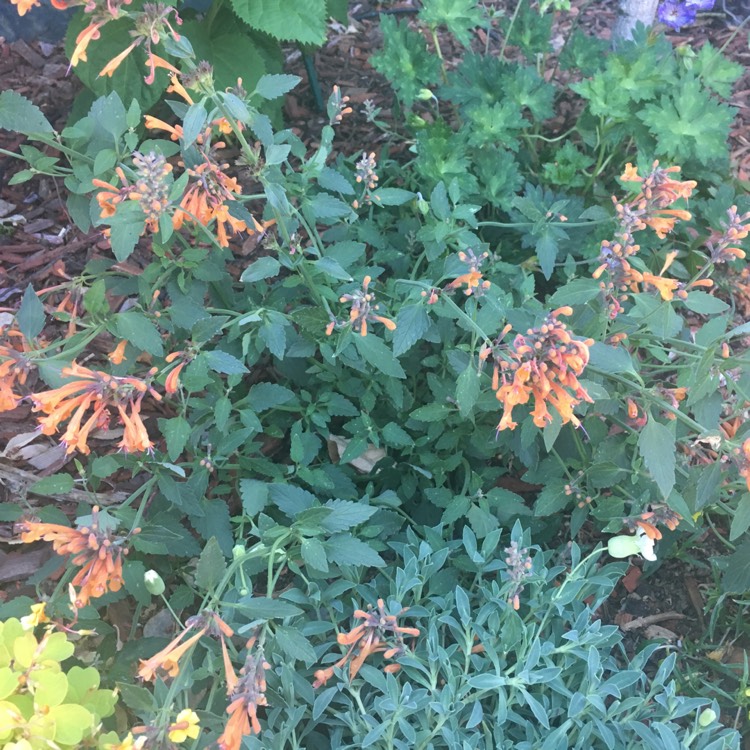 Plant image Agastache 'Mandarin Dream'