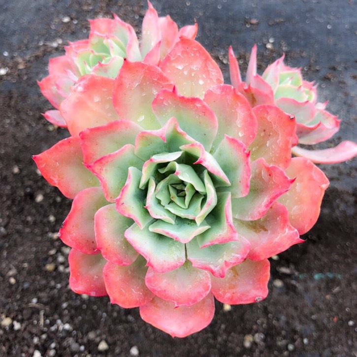 Plant image Echeveria Toffee Apple