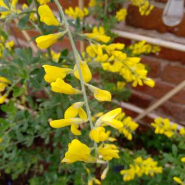 Border forsythia