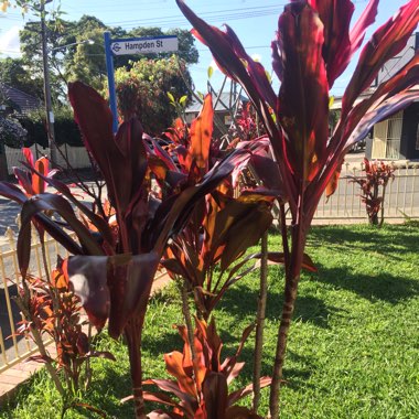 Cordyline Fruticosa 'Red Sister'