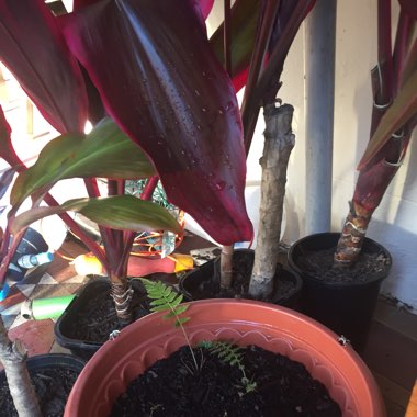 Cordyline Fruticosa 'Red Sister'