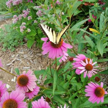 Purple Coneflower