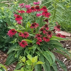 Coneflower 'Sombrero Salsa Red'