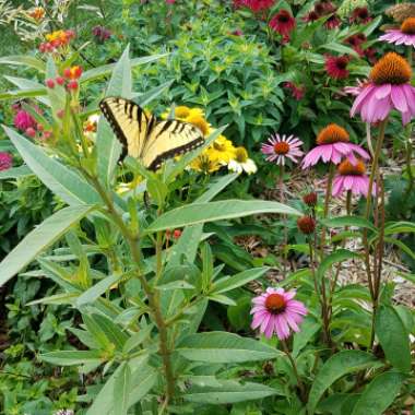 Tropical Milkweed